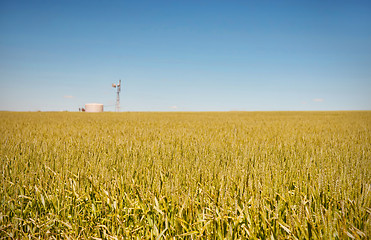 Image showing farm has fields of wheat 