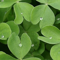 Image showing Shamrock