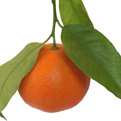 Image showing Tangerine