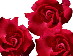 Image showing red roses isolated