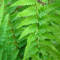 Image showing Fern leaves