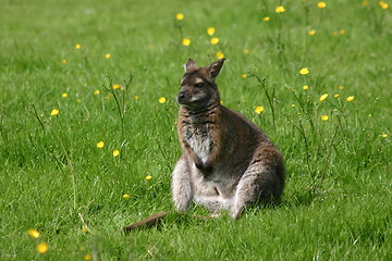 Image showing Wallaby