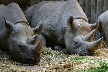 Image showing Sleeping Rhinos