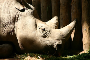 Image showing Rhino