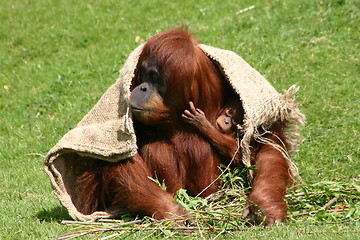 Image showing Orang-utan - Mother and Child