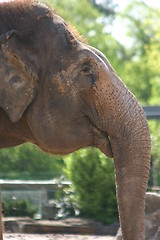 Image showing Wise Elephant