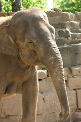 Image showing The Shy Elephant