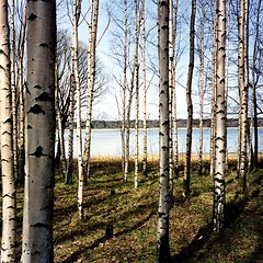 Image showing Birch trees