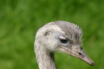 Image showing Supermodel  Emu