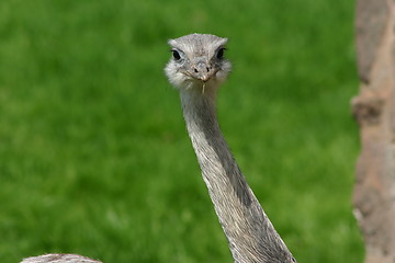 Image showing Emu - Hello Boys