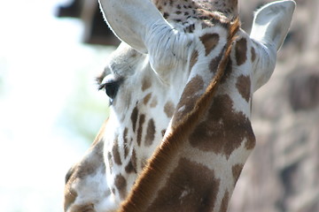 Image showing Giraffe - Who Me