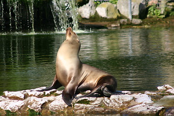 Image showing Sea Lion