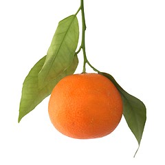 Image showing Tangerine