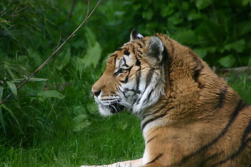 Image showing Tiger