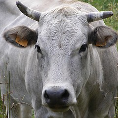 Image showing Cow cattle