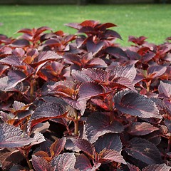 Image showing Coleus Nettle plant