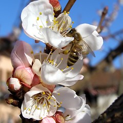 Image showing Bee fetching nectar from flower