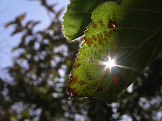 Image showing Sunlight Through Leaf