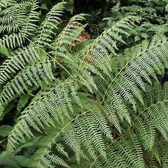 Image showing Fern