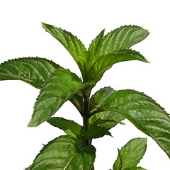Image showing Peppermint isolated