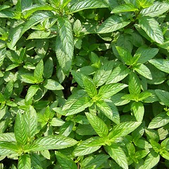 Image showing Peppermint