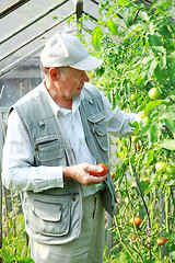 Image showing Harvest from glasshouse