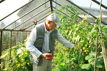 Image showing Harvest from glasshouse