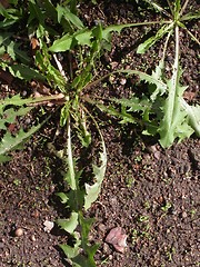 Image showing Weeds Like Palm Trees