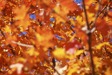 Image showing autumn leaves