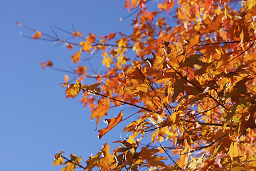 Image showing autumn leaves