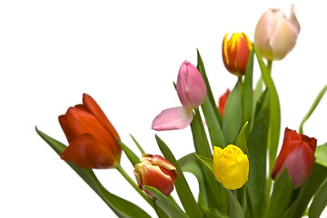 Image showing Beautiful tulips