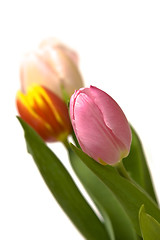 Image showing Beautiful tulips