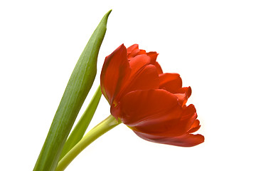 Image showing Beautiful tulips