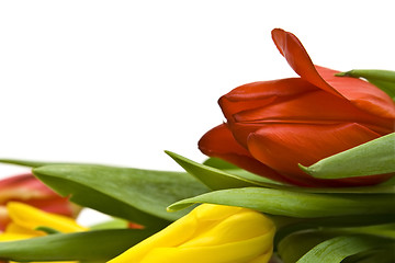 Image showing Beautiful tulips