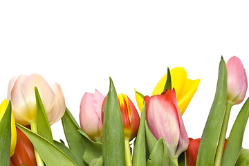 Image showing Beautiful tulips