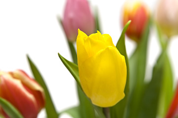 Image showing Beautiful tulips