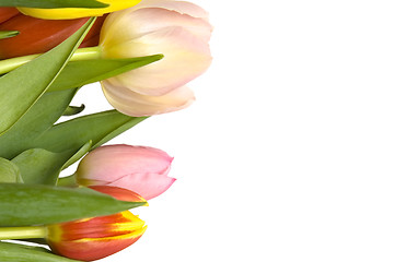 Image showing Beautiful tulips