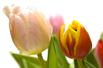 Image showing Beautiful tulips