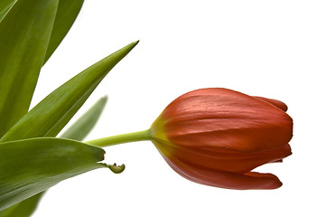 Image showing Beautiful tulips