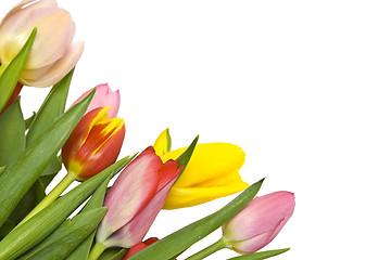 Image showing Beautiful tulips