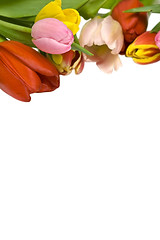 Image showing Beautiful tulips