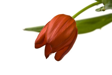 Image showing Beautiful tulips