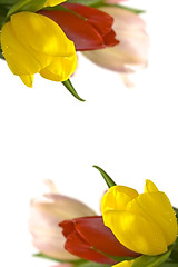 Image showing Beautiful tulips