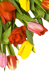 Image showing Beautiful tulips