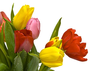 Image showing Beautiful tulips