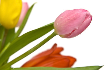 Image showing Beautiful tulips