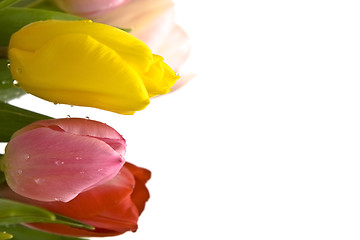 Image showing Beautiful tulips