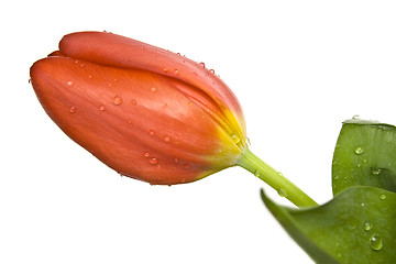 Image showing Beautiful tulips