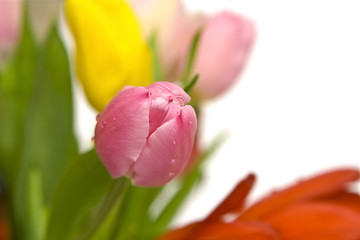 Image showing Beautiful tulips