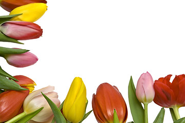 Image showing Beautiful tulips
